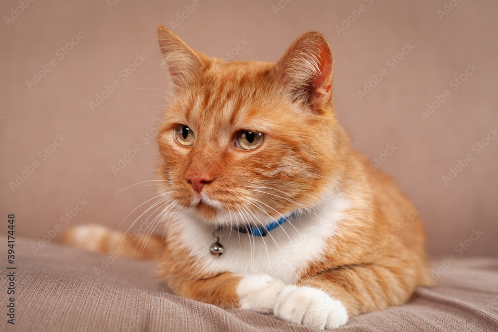 Serious domestic red cat lying down on cozy sofa