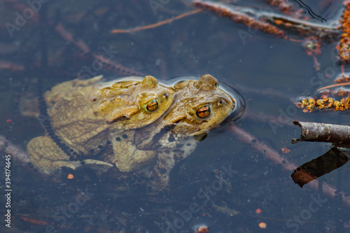 Erdkröten (Bufo bufo) Paar
