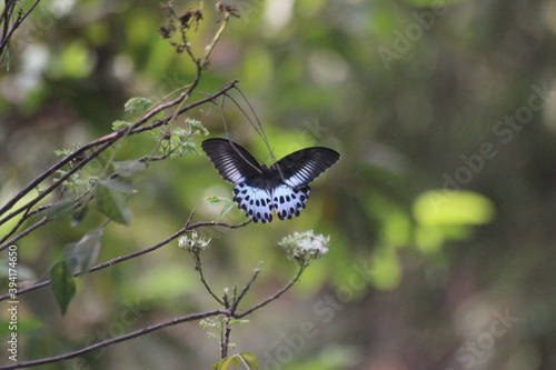 Canvas Print A butterfly on tree