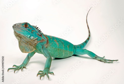 Green iguana, blue colour morph // Grüner Leguan, blaue Farbvariante (Iguana iguana) photo