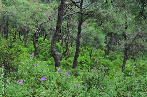 Canvas Print trees in the forest in Heybeliada, Istanbul, Turkey.