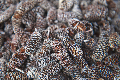 Pine Cone Texture Background with Snow Close Up Detail - Winter Pinecones