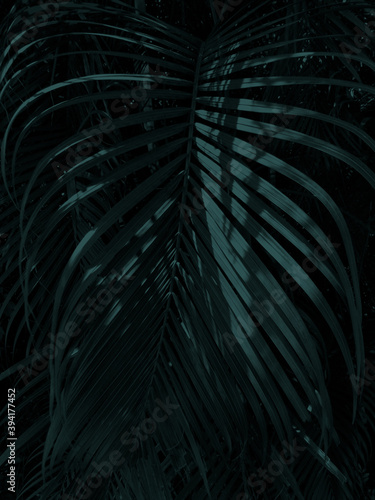 green palm background