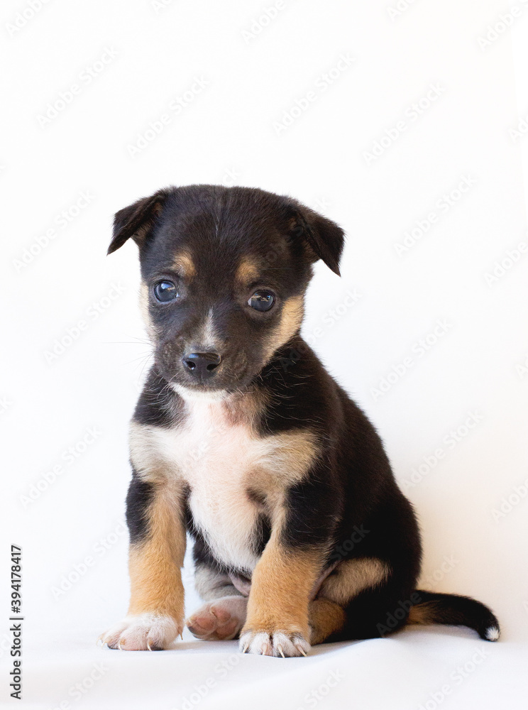Cute dog puppy. Portrait on white background