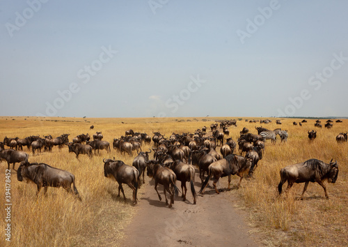 Wallpaper Mural wildebeests migration in the savannah, Rift Valley Province, Maasai Mara, Kenya Torontodigital.ca
