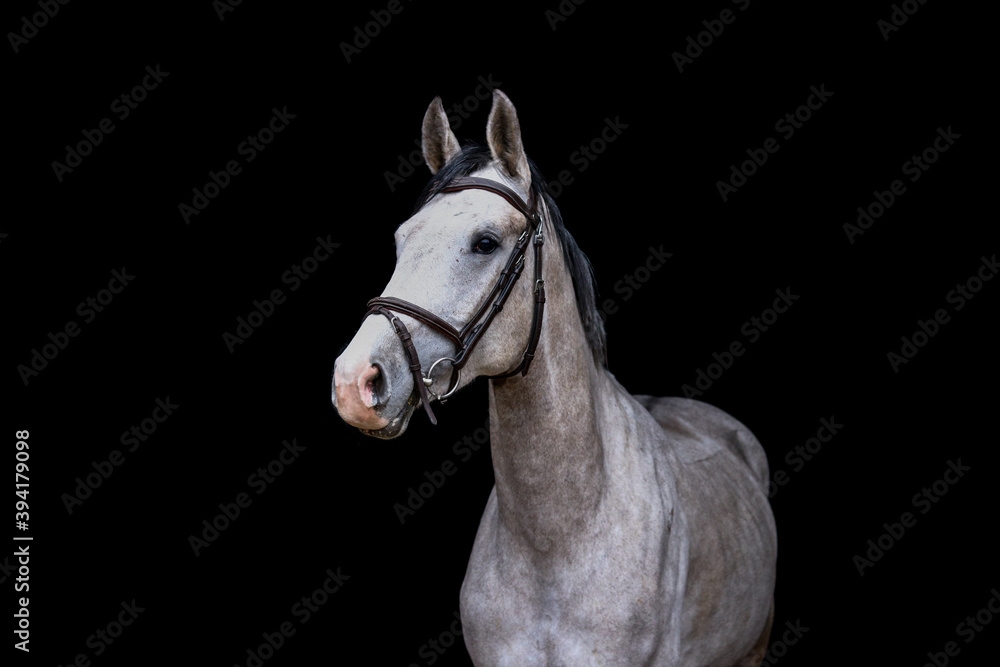 Portrait of gray horse on the black background