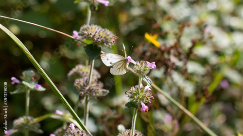 Motyl na kwiatku pobierający nektar 