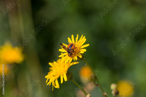 żółty kwiat z owadem ma łące