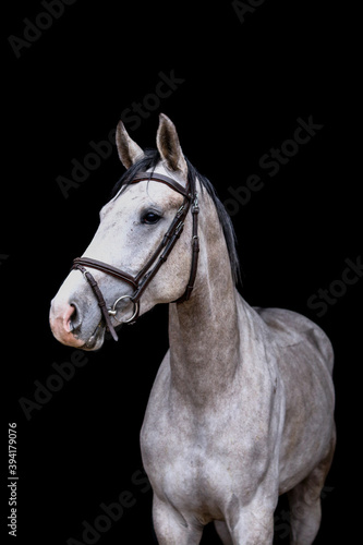 Portrait of gray horse on the black background