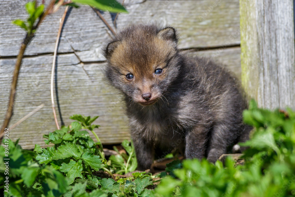 Rotfuchs (Vulpes vulpes) Junger Rotfuchs (Vulpes vulpes) Junger