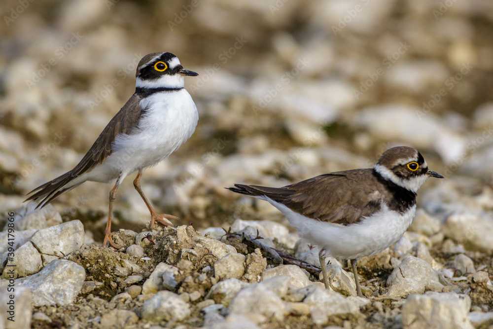 Flußregenpfeifer (Charadrius dubius) Balzverhalten Flußregenpfeifer (Charadrius dubius) Balzverhalten