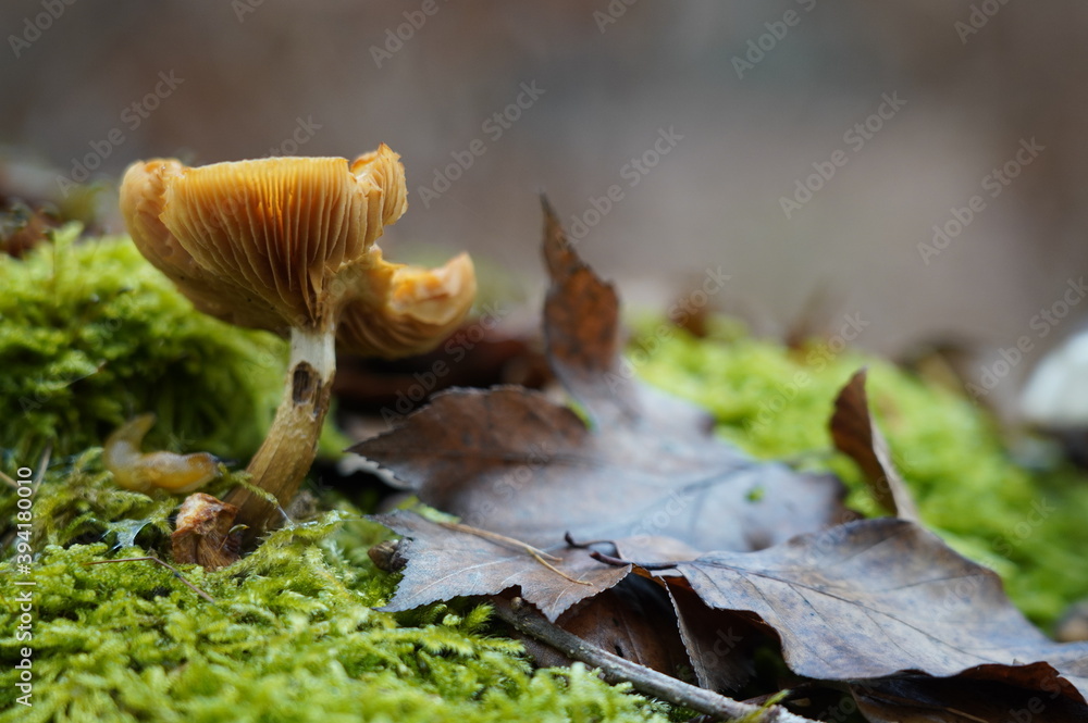 Pilze Wald Herbst Pilze Wald Herbst