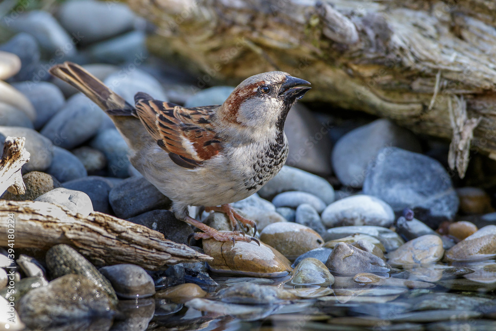 Haussperling (Passer domesticus) Männchen Haussperling (Passer domesticus) Männchen