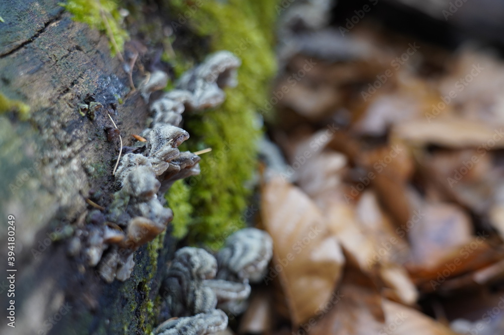 Pilze Wald Herbst Pilze Wald Herbst