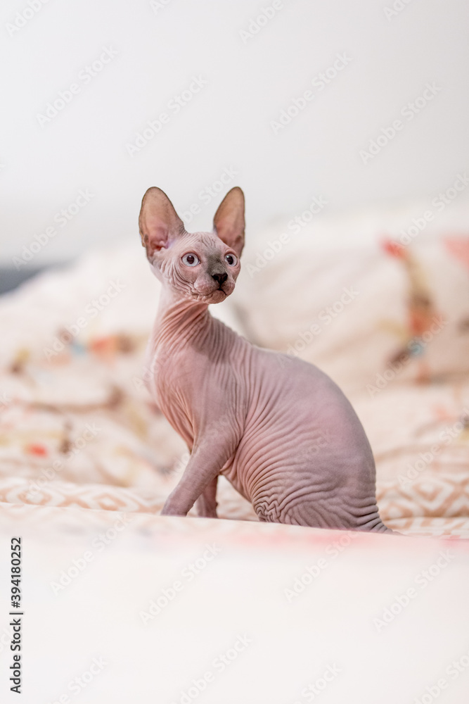 Chat sans poil de race Sphynx 