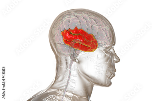 Human brain with highlighted temporal lobe photo