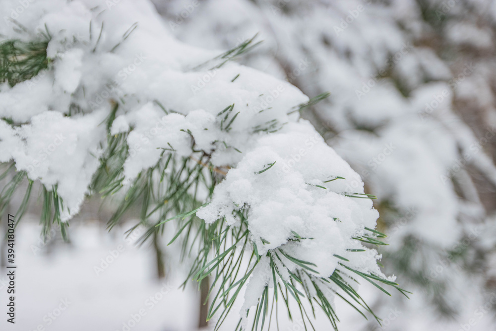 Winter snow pine branch for Christmas card 