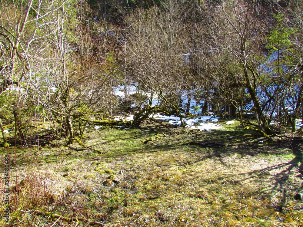 moss covered forest moss covered forest
