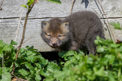 Rotfuchs (Vulpes vulpes) Junger