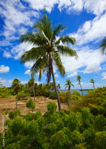 Palm trees near the coastline, Lamu County, Shela, Kenya photo