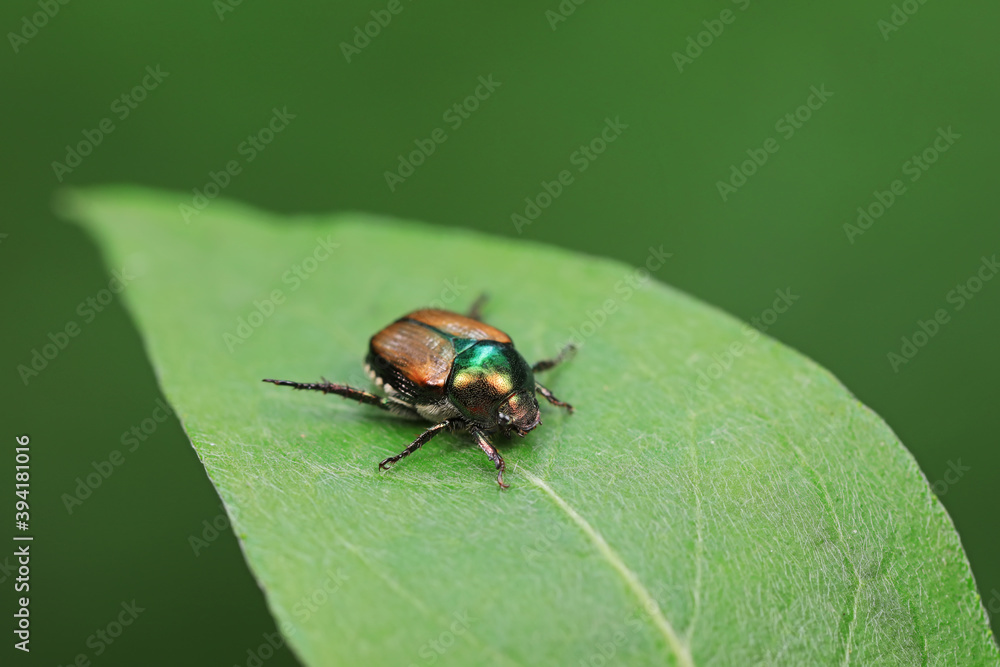 Beetles live on weeds in the North China Plain Beetles live on weeds in the North China Plain