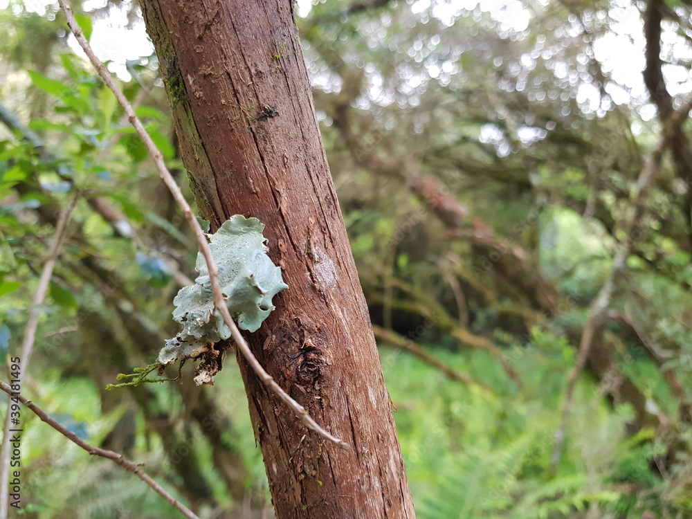 Obraz premium lizard on a tree