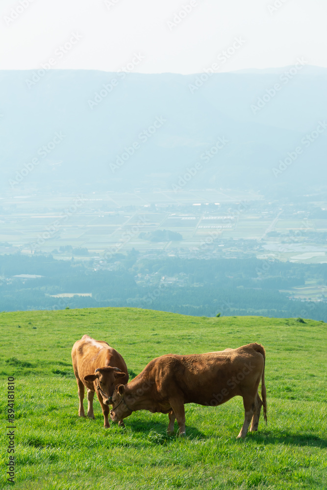 草原の草を食む二頭の牛
