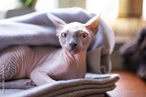 Photos Chat sans poil de race Sphynx