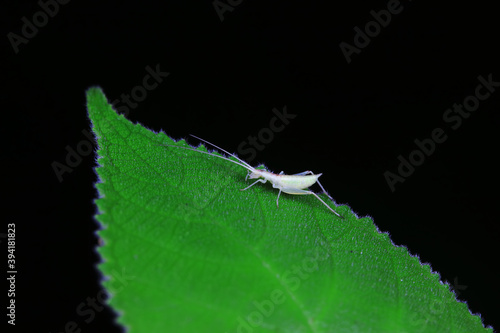 Tree crickets on wild plants, North China photo