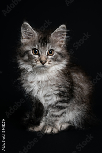 Little Maine Coon puppy sitting on the plane. © Luca