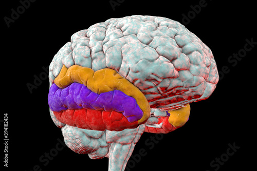 Human brain with highlighted temporal gyri photo