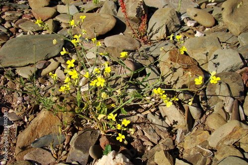 Wildflower (Brassica barrelieri) photo