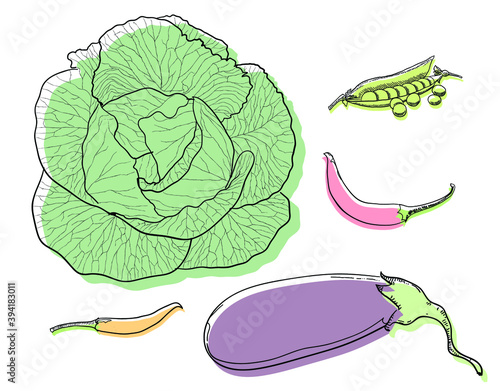 Line drawing, eggplant, cabbage, chili, green peas, simple painting