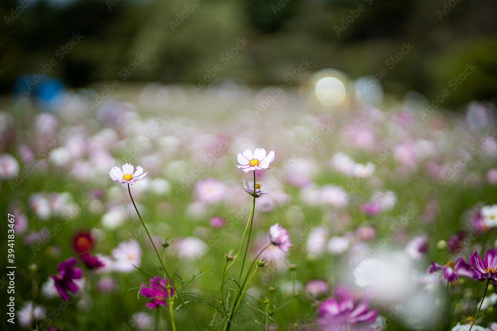 Obraz premium コスモス畑