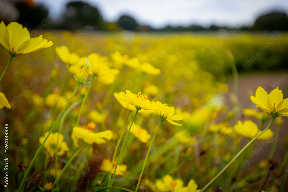 Obraz premium コスモス畑