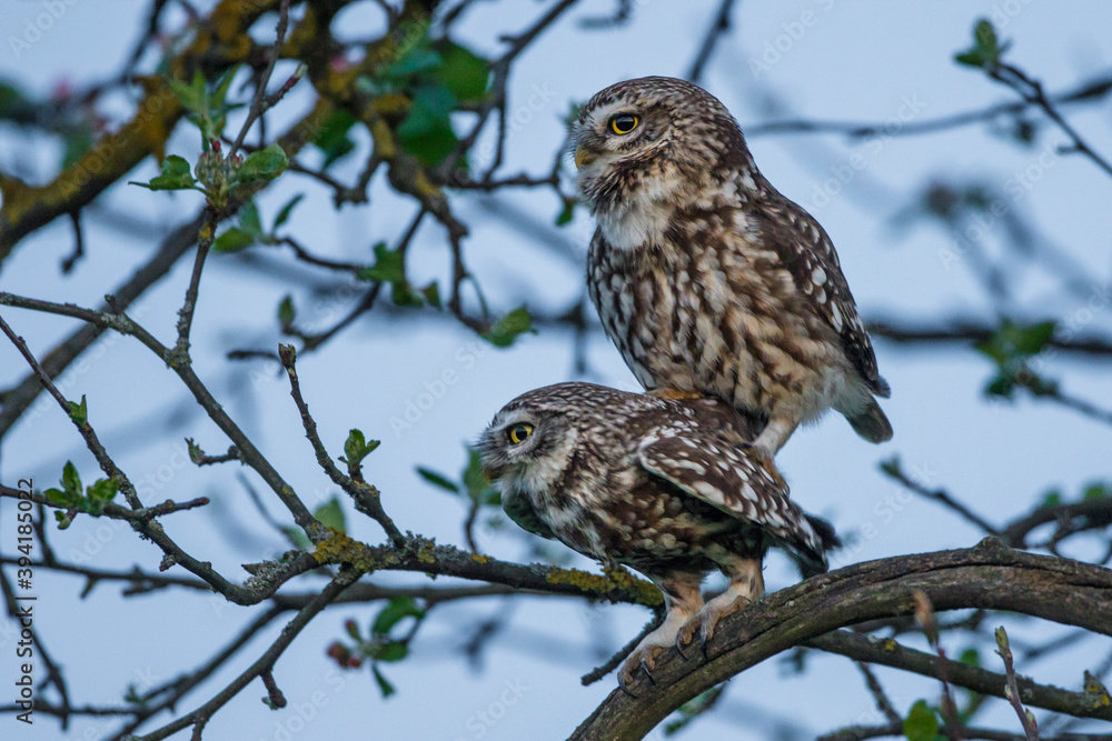 Steinkauz (Athene noctua) Paarung Steinkauz (Athene noctua) Paarung