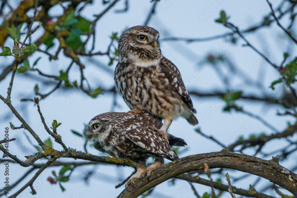Steinkauz (Athene noctua) Paarung Steinkauz (Athene noctua) Paarung
