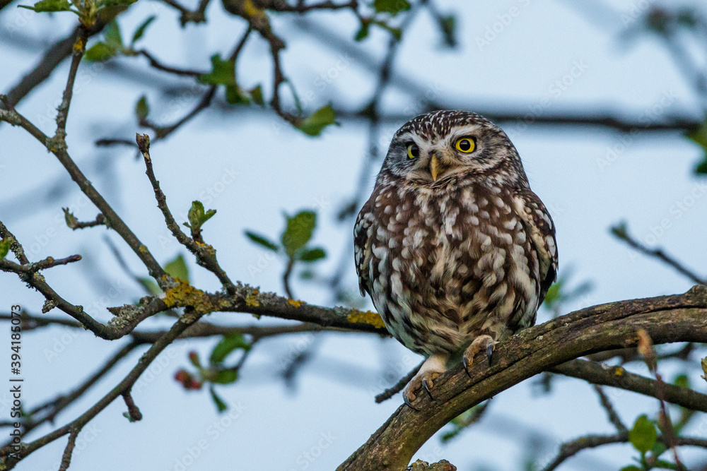 Steinkauz (Athene noctua) Steinkauz (Athene noctua)