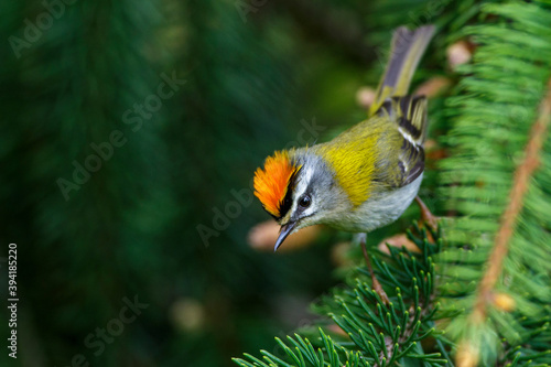 Sommergoldhähnchen (Regulus ignicapillus) photo