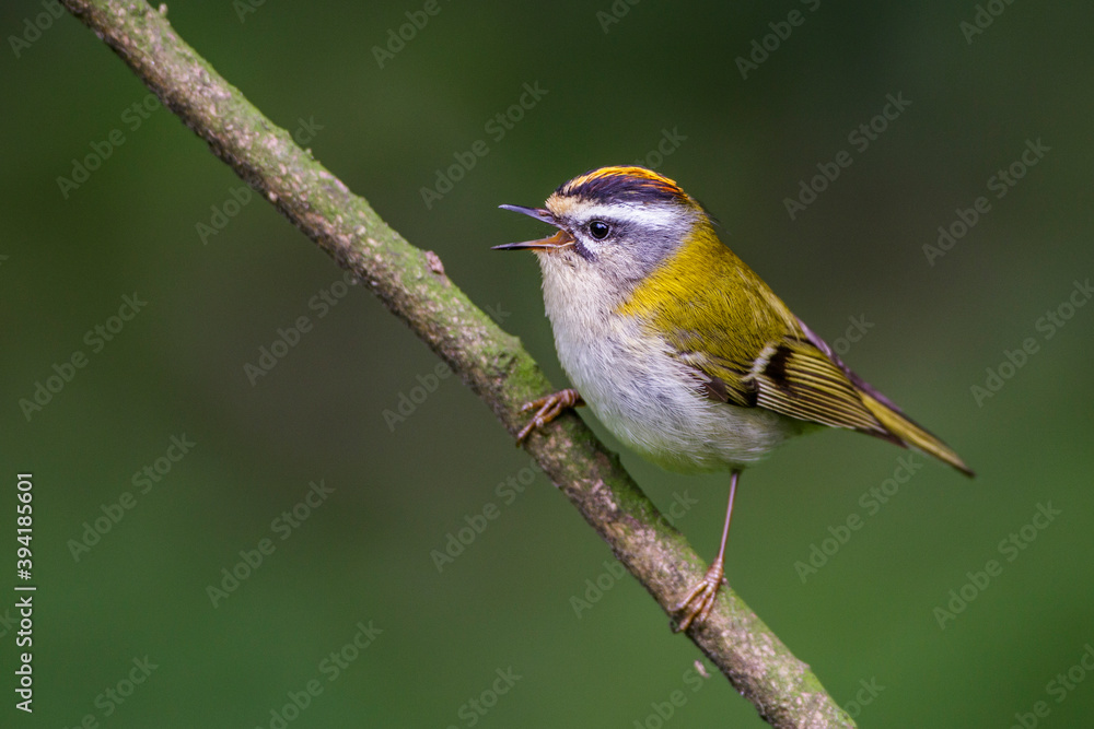 Sommergoldhähnchen (Regulus ignicapillus) Sommergoldhähnchen (Regulus ignicapillus)