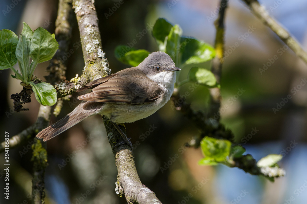 Klappergrasmücke (Sylvia curruca) Klappergrasmücke (Sylvia curruca)