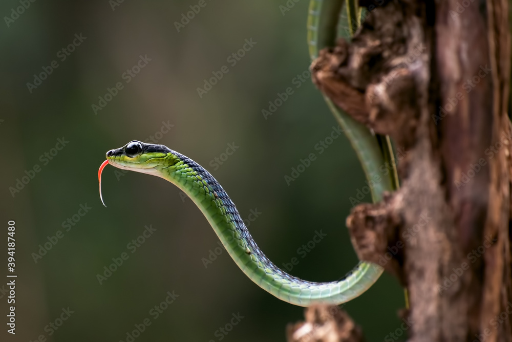 Obraz premium The beautiful bronzeback tree snake(Dendrelaphis formosus) on tree branch