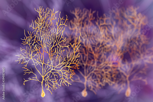 Purkinje neuron, GABAergic neuron located in the cerebellum photo