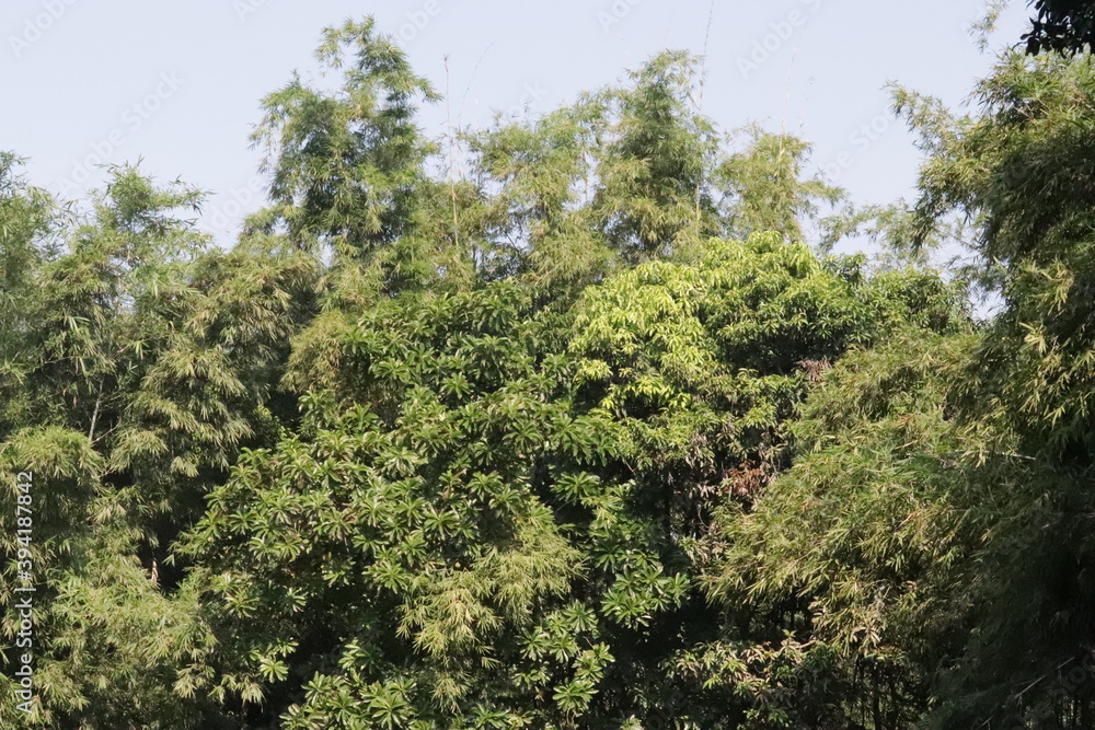 green pine tree green pine tree
