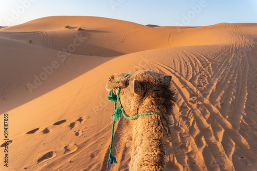 View from the back of a camel during a trip through the dunes of the Sahara desert.