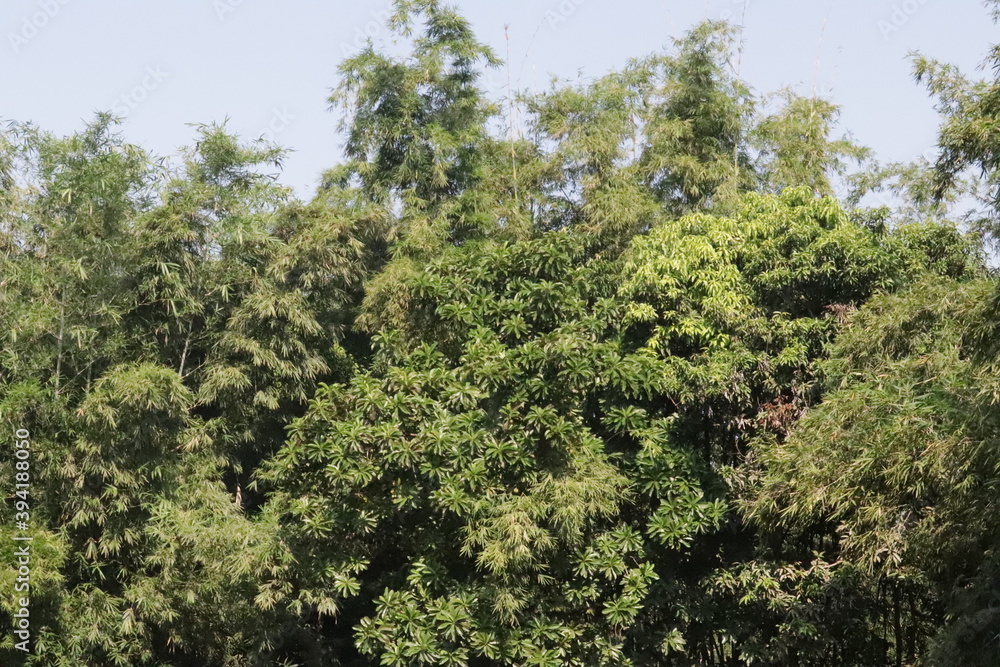 green pine tree green pine tree