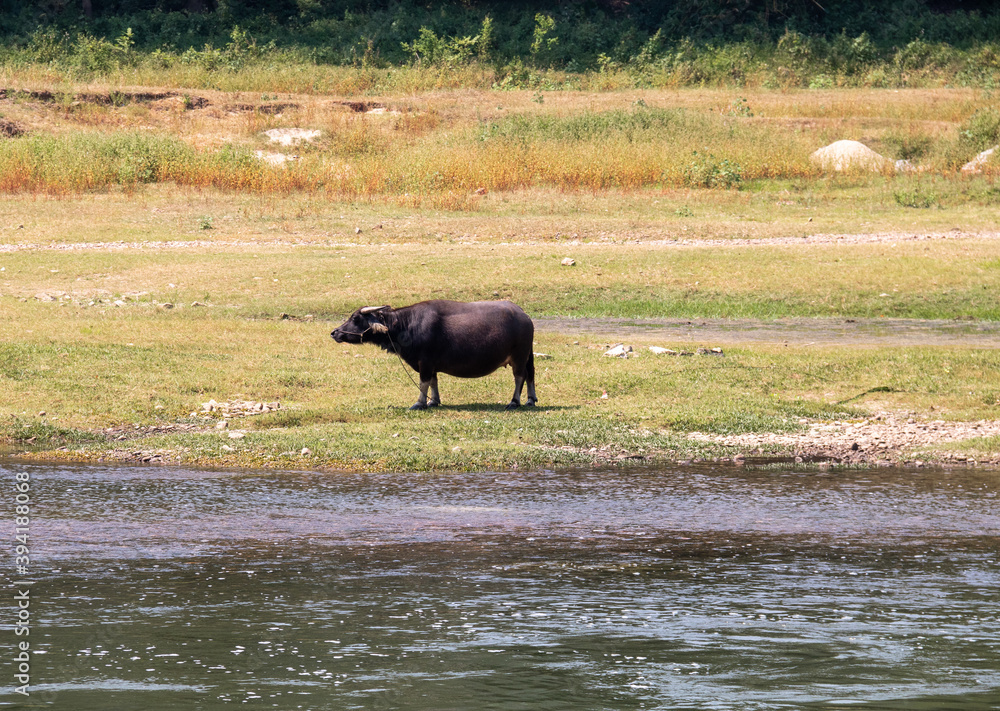 Buffle le long de la rivière Li, Chine