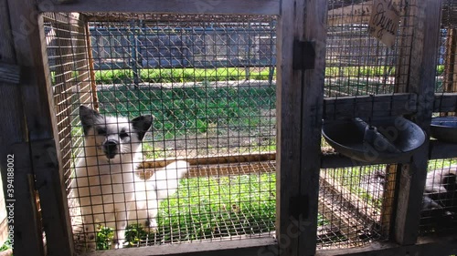 Fur farm. White fox in cage looking outside.
