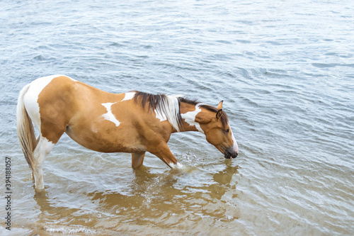 Horse with reddish white spots drinks water from the river
