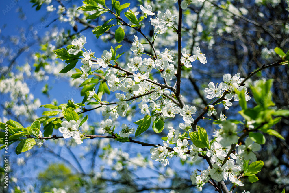 Beautiful spring blossoming plum tree Beautiful spring blossoming plum tree